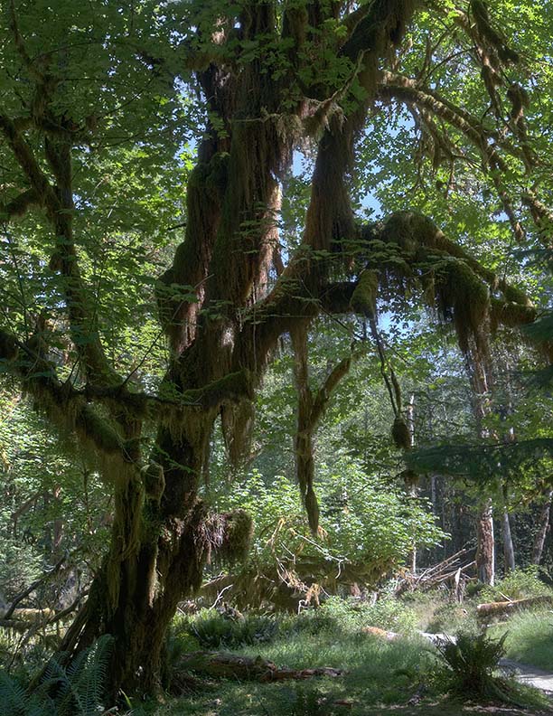 Hoh Rain Forest HDR 2