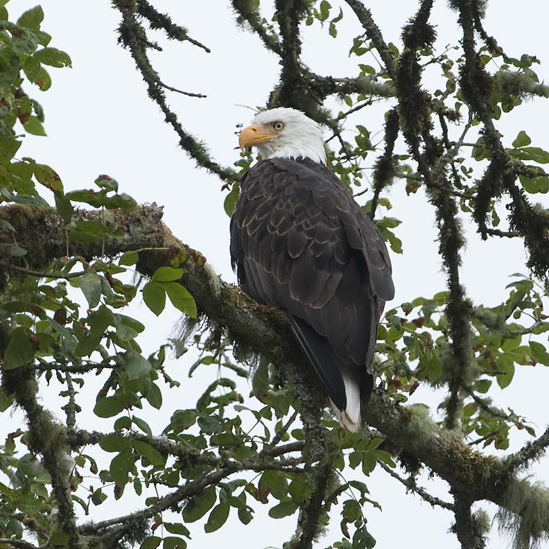 The First Few Days at Our New Campground an Eagle Was There But Then Disappeared