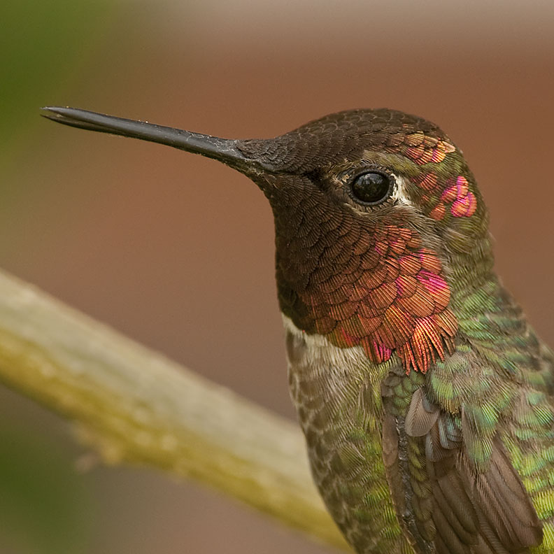 Anna's Hummingbird 2