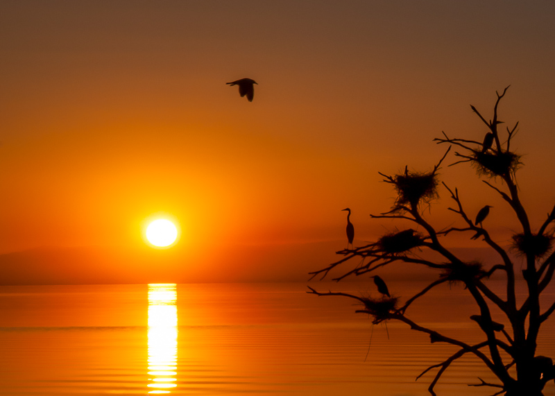 Heron Tree Sunset 4