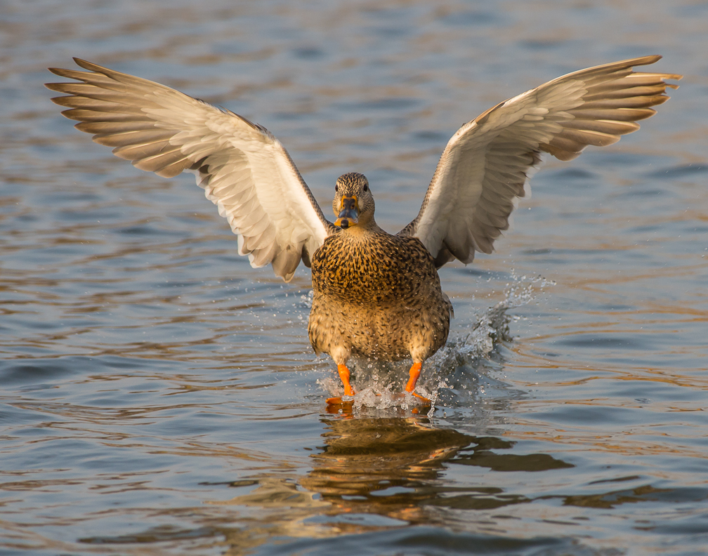 Mallard 430 11x14.JPG