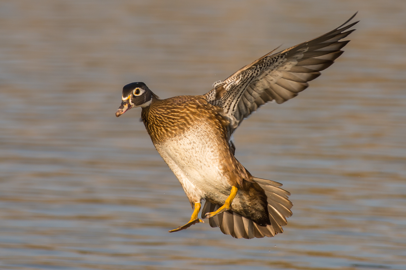 Wood Duck 303 12x18.JPG