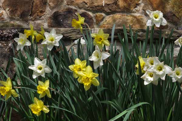 Stone Wall Dafodils