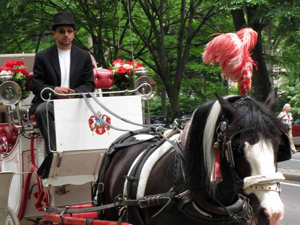 Central Park Carriage (66)