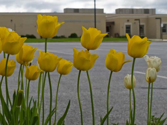 Tulips at DMS