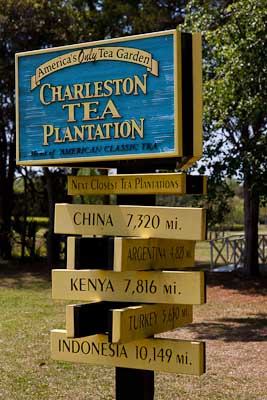 Charleston Tea Plantation (84)