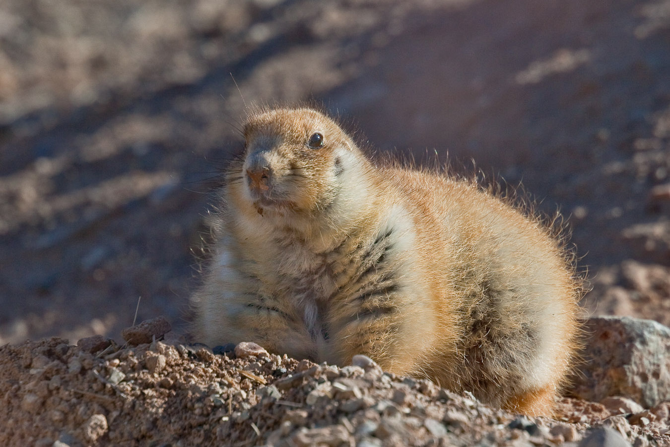 005_Prairie dog__7055`1001140856.jpg