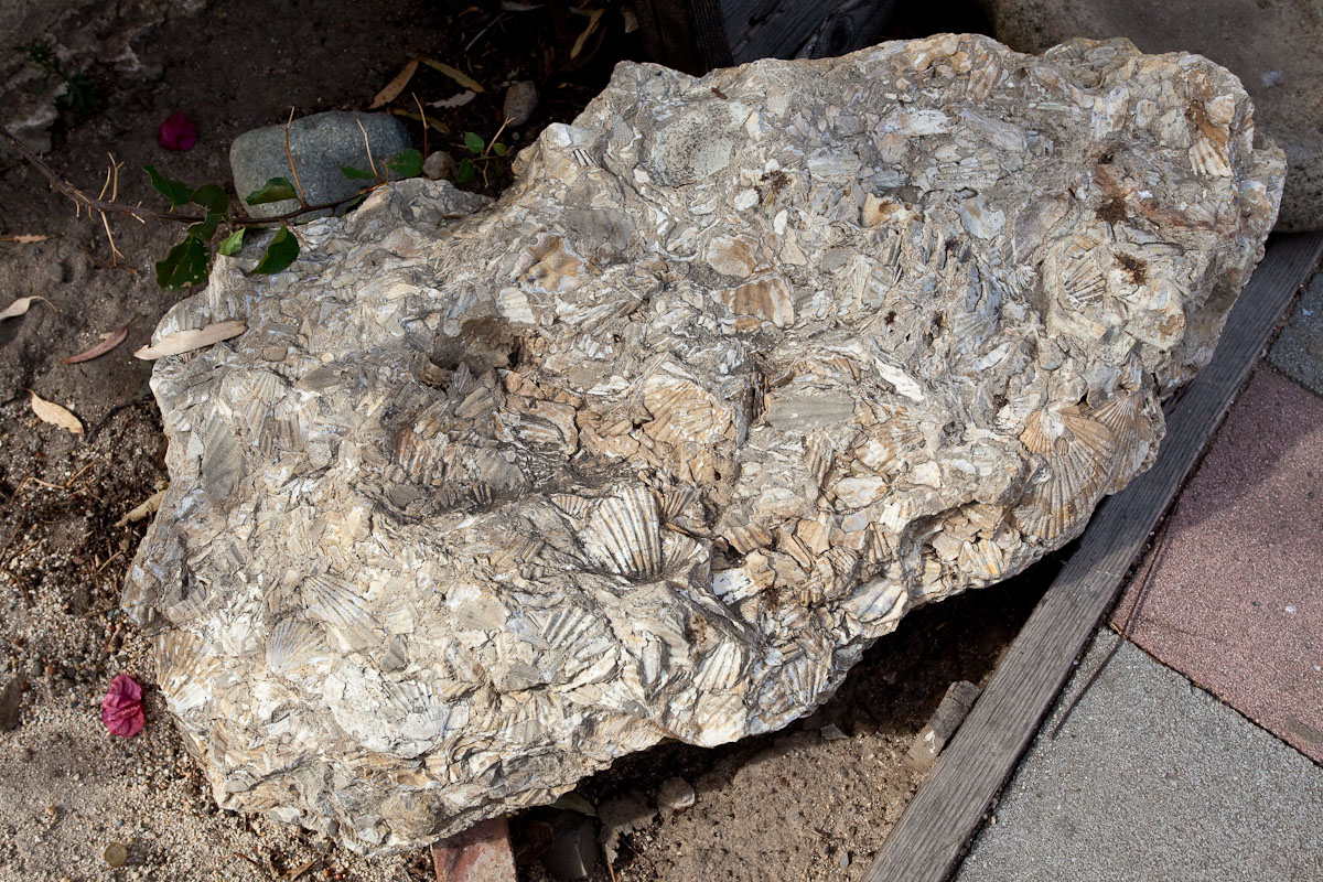 008_Rock with fossilized shells__6489`1001091321.jpg