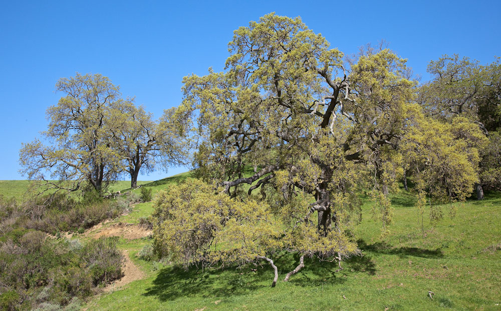 015_Oaks on string of Maguire Peaks Loop__8223`1003221150.jpg