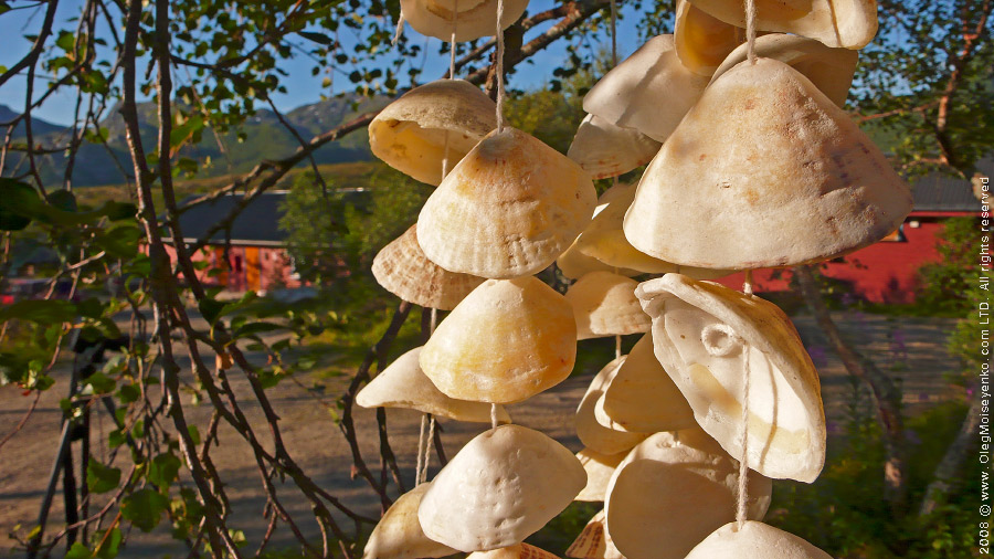 Sea Shells, Lofoten Island