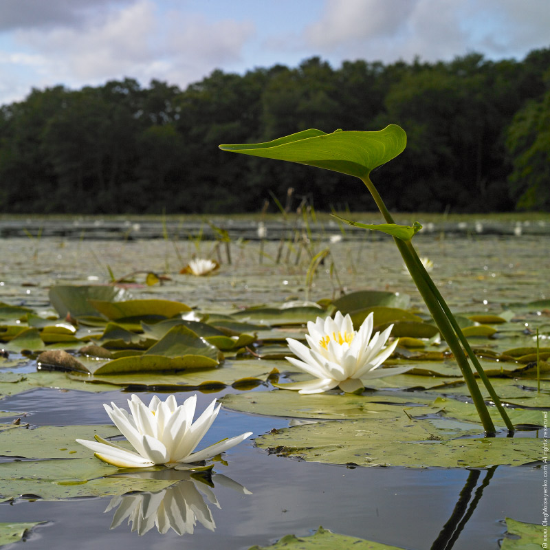 $350 - White Lilies Pond