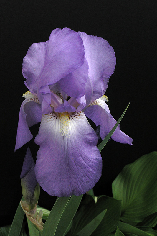 Purple Iris