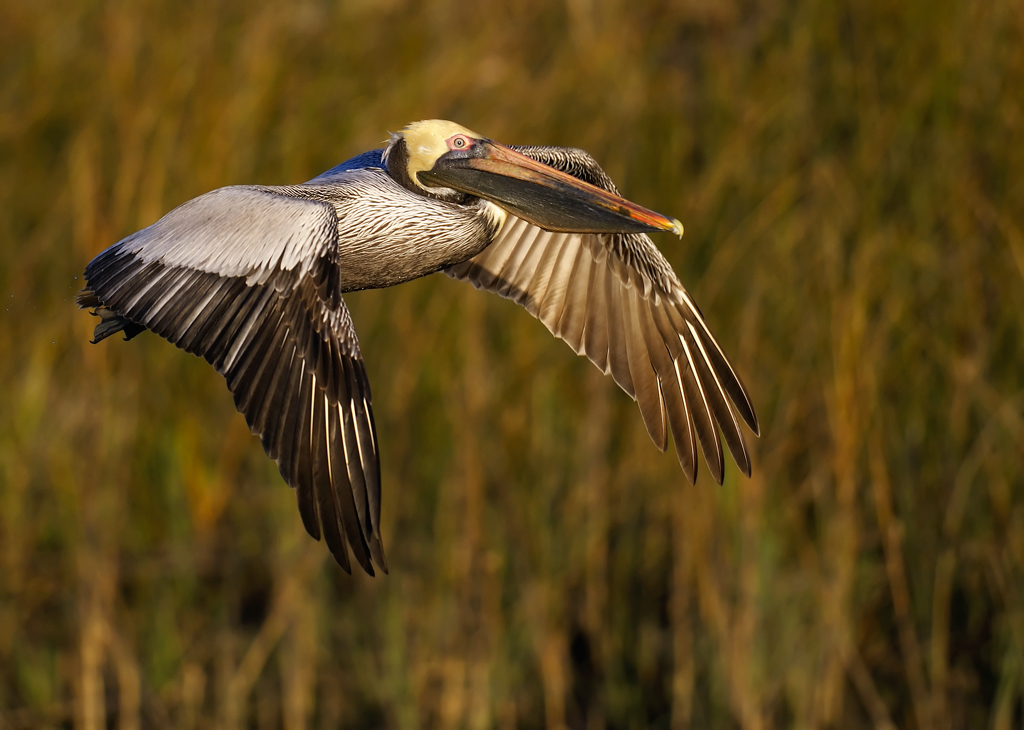 Brown Pelican