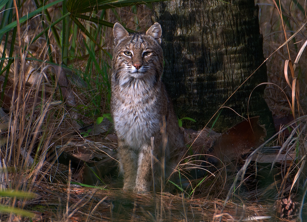 Bobcat