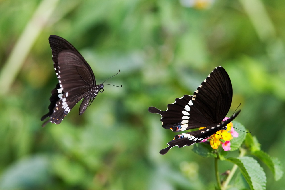 Common Mormon 玉帶鳳蝶 Papilio Polytes (Form mandane)