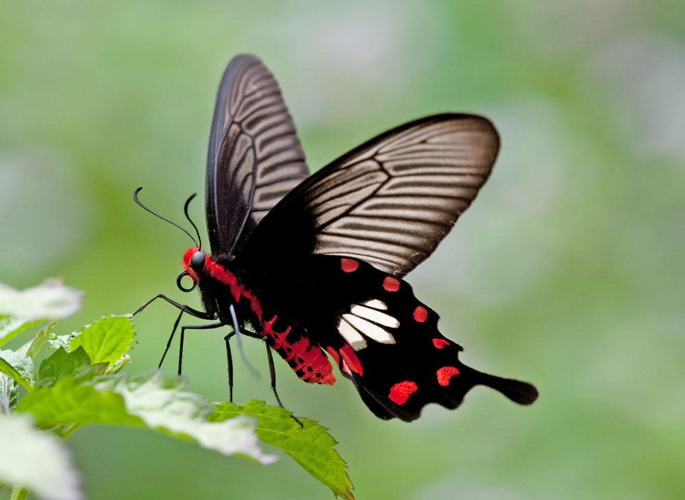 Common Rose 紅珠鳳蝶Pachliopta Aristolochiae