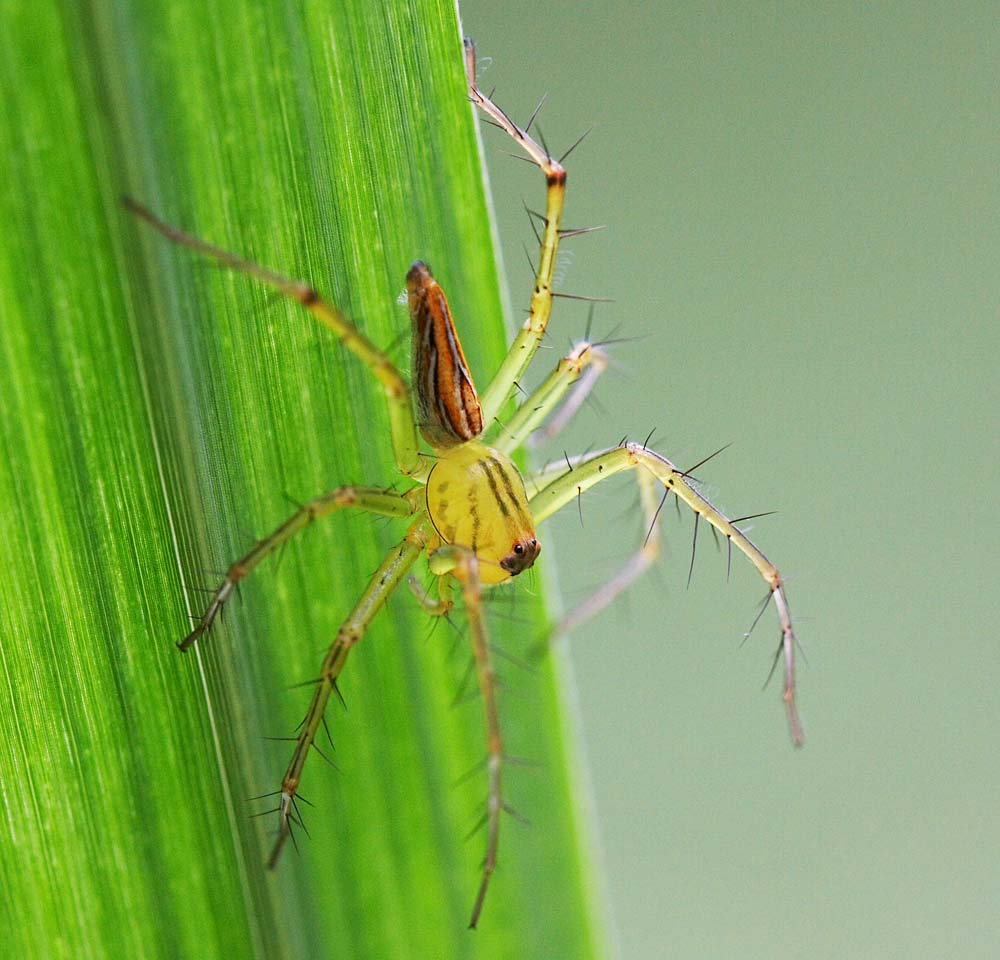 Lynx Spider 貓蛛 Oxyopes sp.