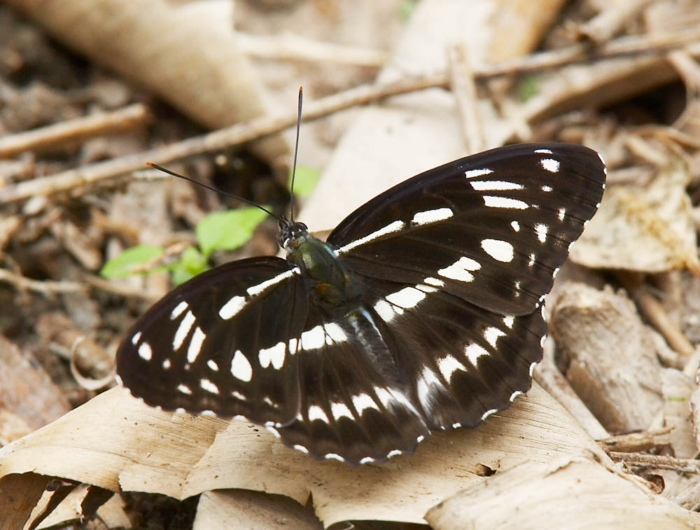 Five-dot Sergent 殘鍔線蛺蝶 Limenitis sulpitia
