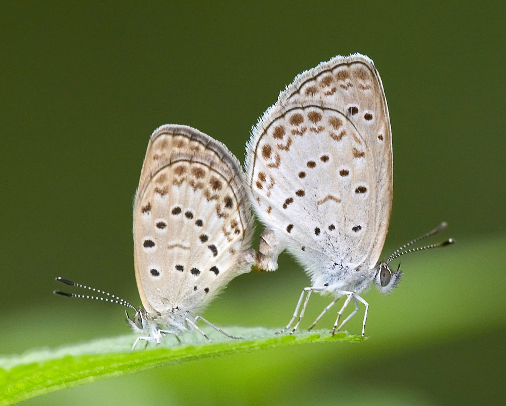 Pale Grass Blue 酢漿灰蝶 Zizeeria maha