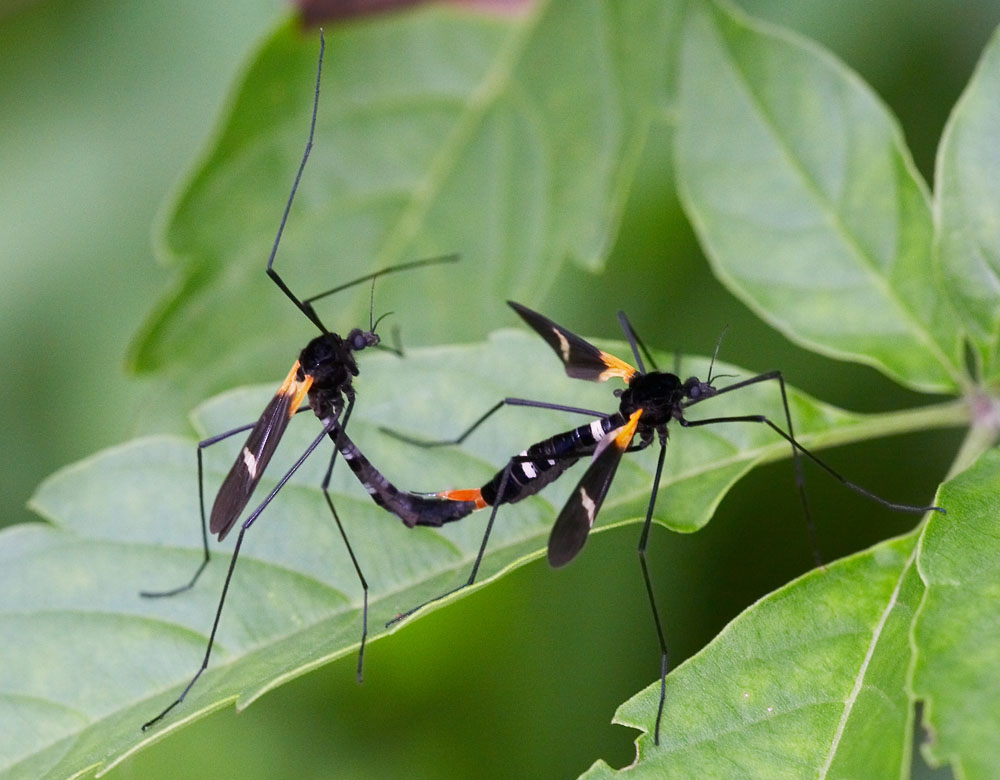 Crane Fly 花翅大蚊 Hexatoma sp.