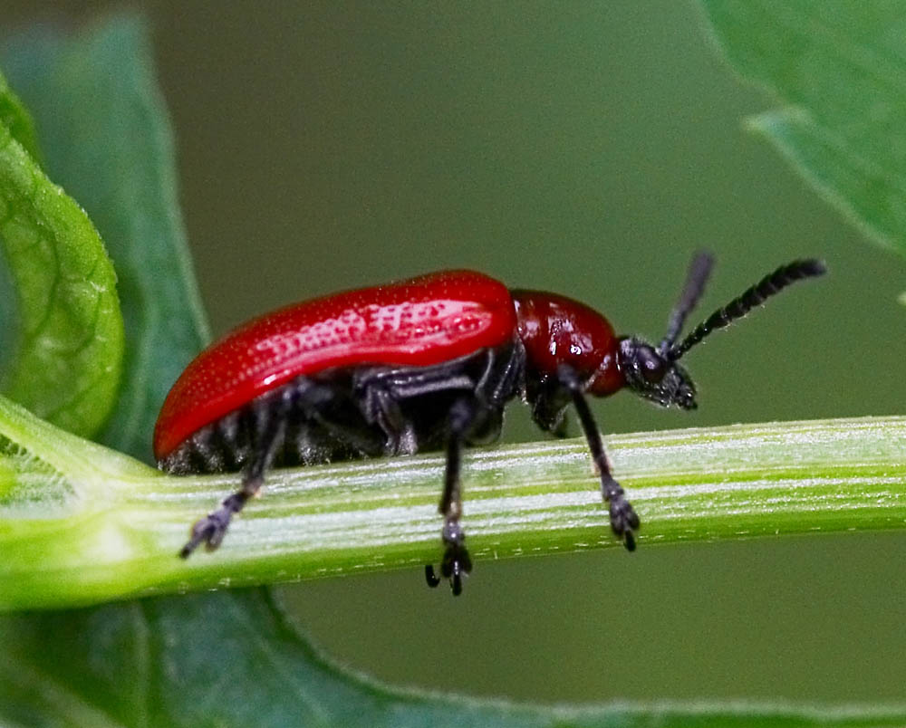 Leaf Beetle 異負泥甲 Lilioceris impressa