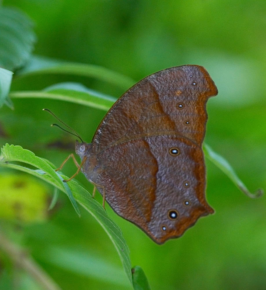 Dark Evening Brown 睇暮眼蝶 Melanitis phedima