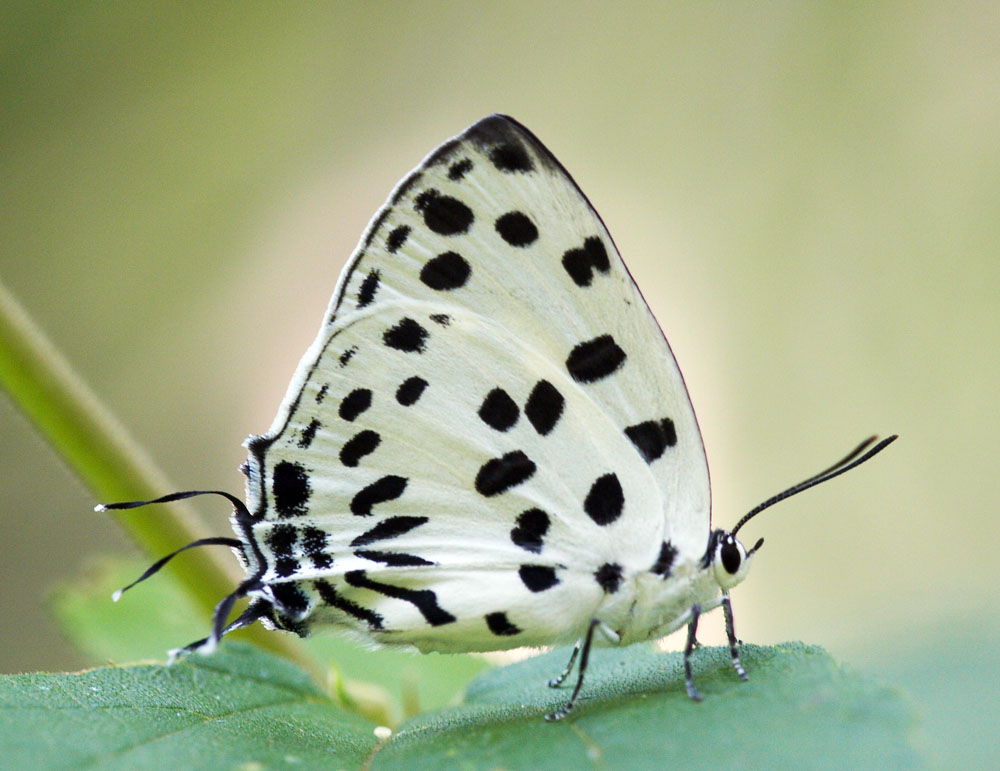 Spotted Royal 豹斑雙尾灰蝶 Tajuria maculata