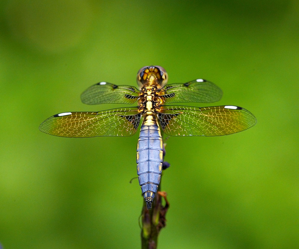 Asian Widow 六斑曲緣蜻 Palpopleura sexmaculata