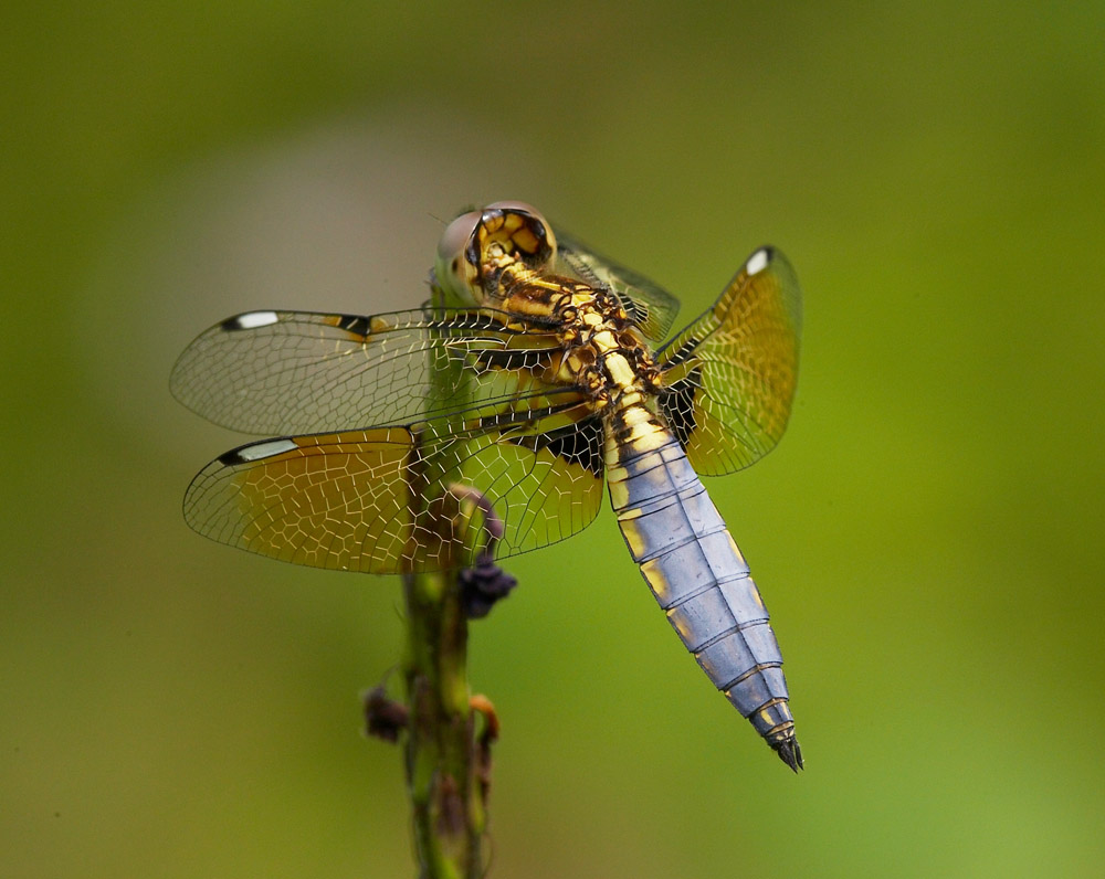 Asian Widow 六斑曲緣蜻 Palpopleura sexmaculata