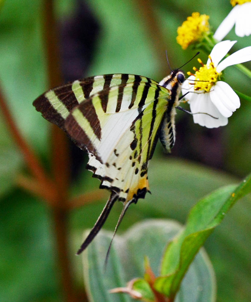 Five-bar Swordtail 綠鳳蝶 Pathysa antiphates