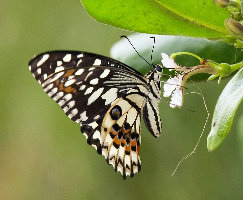 Lime Butterfly 達摩鳳蝶 Papilio demoleus