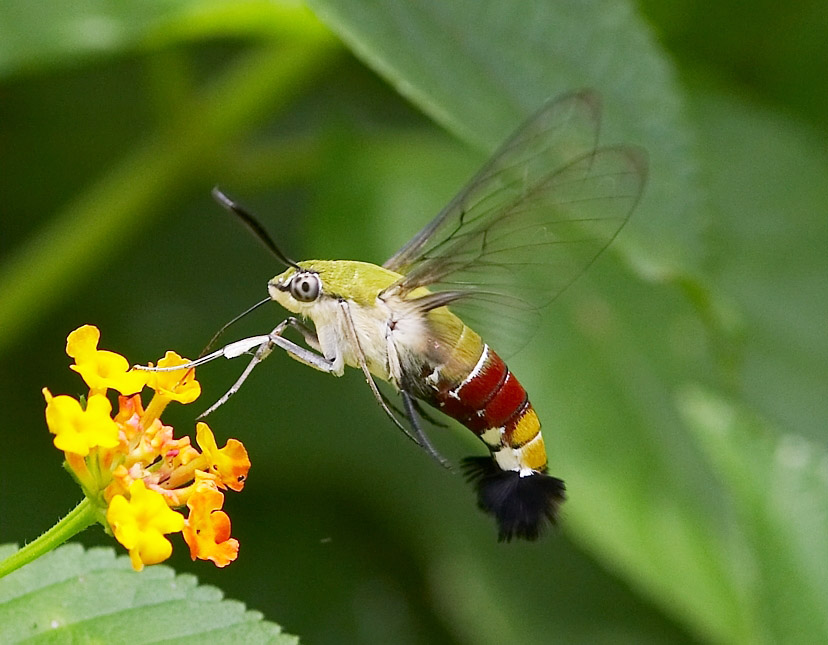 Coffee Bee Hawkmoth 咖啡透翅天蛾 Cephonodes hylas