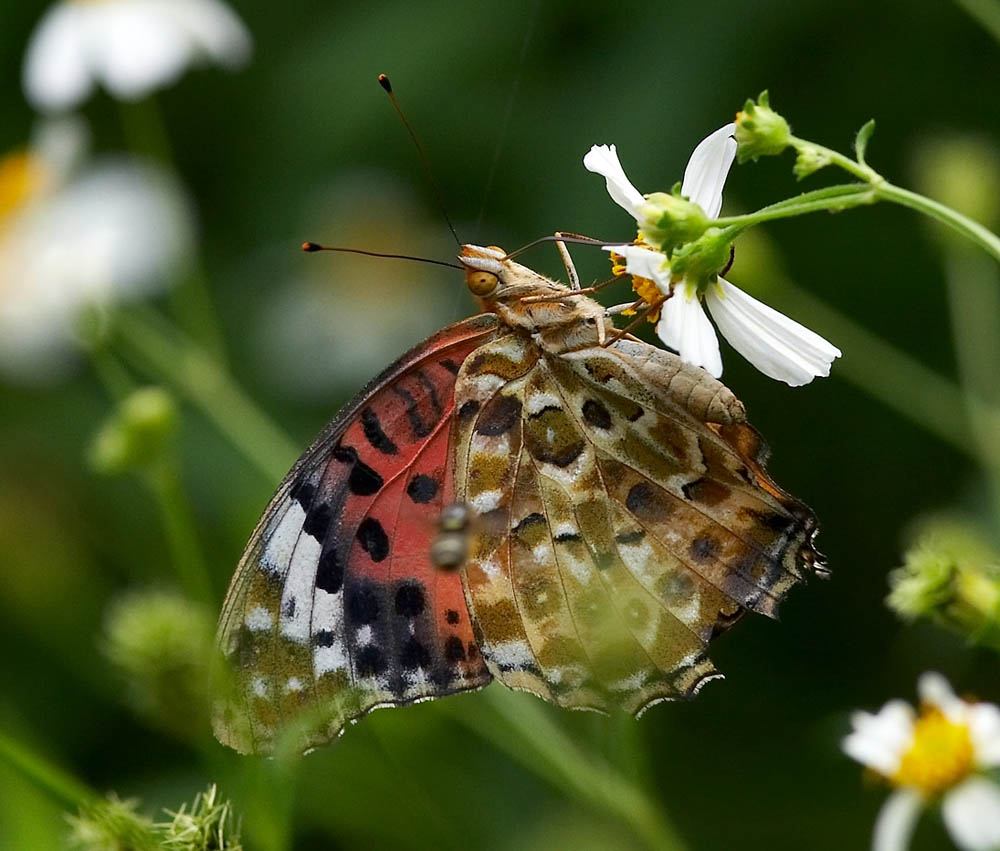 Indian Fritillary (female) 斐豹蛺蝶（雌）Argyreus hyperbius