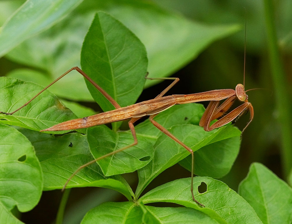Chinese Mantid 中華大刀螳 Tenodera sinensis