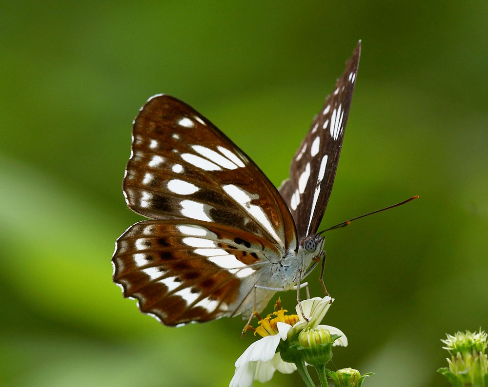 Five-dot Sergent 殘鍔線蛺蝶 Limenitis sulpitia