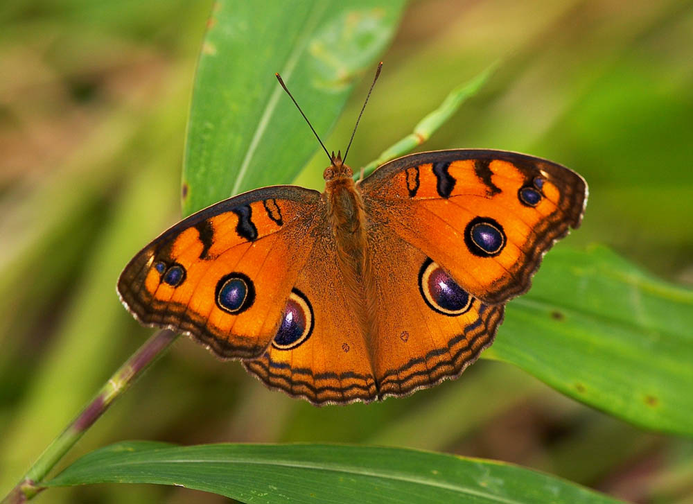 Peacock Pansy 美眼蛺蝶 Junonia almana