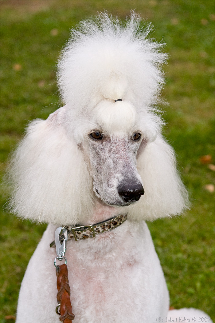 Bonnie after grooming