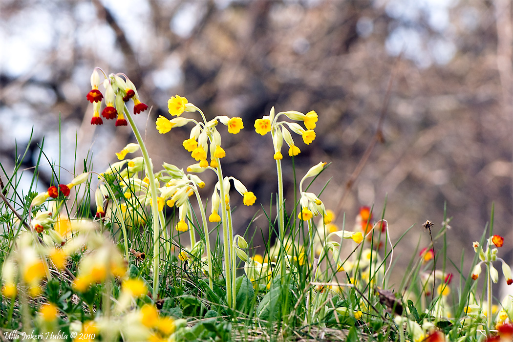 Primula veris