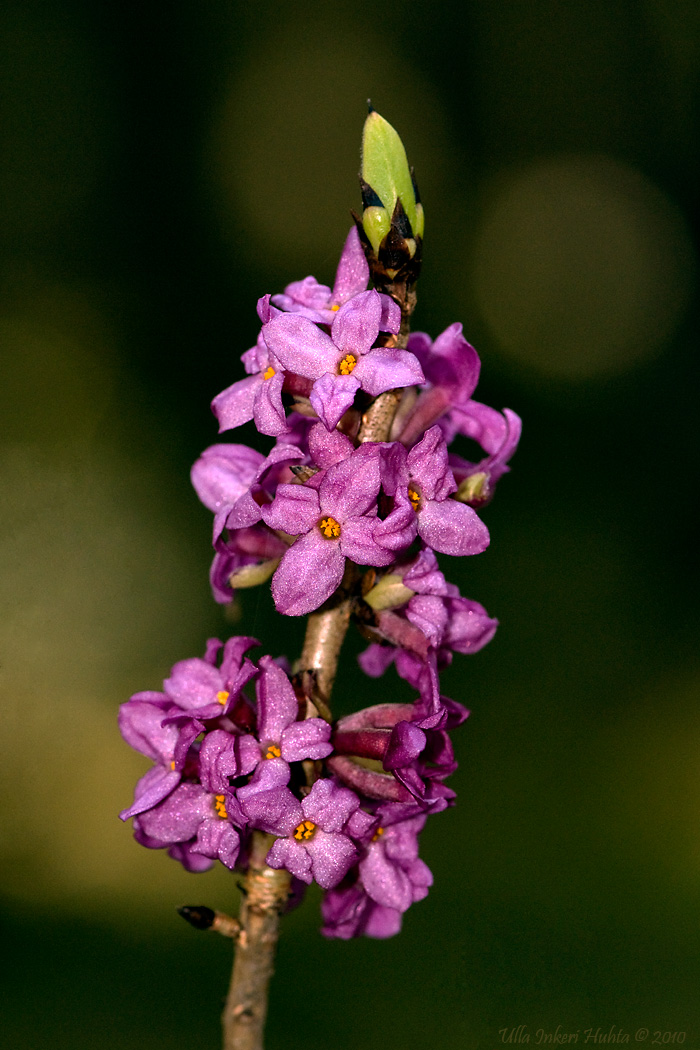 6/5 Mezereon   from todays Nature trail walk with the doggies.