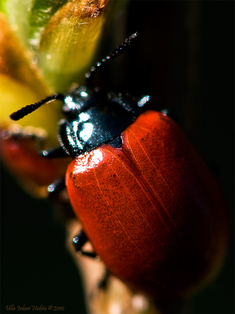 Beautiful bug, looks like a ladubug without the spots.