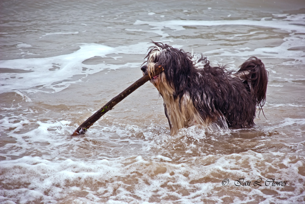 brock in sea with stick