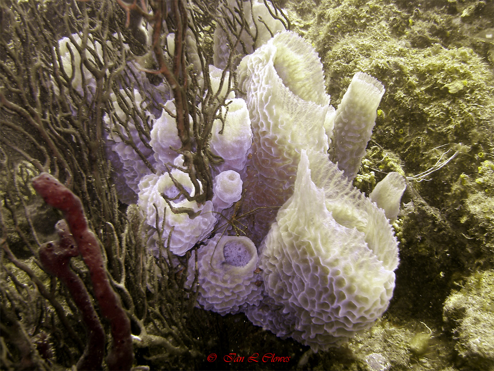 azure vase sponge and yellowline arrow crab