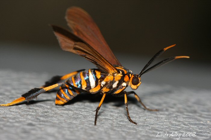 Horama panthalon (Texas Wasp Moth)