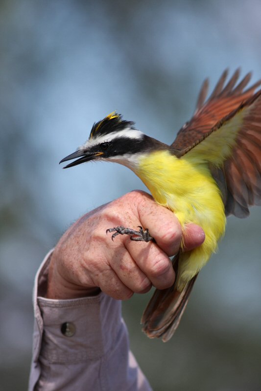 great kiskadee