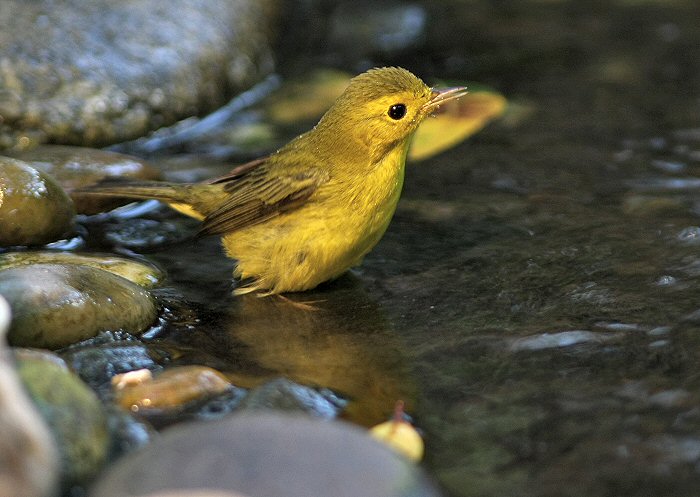 wilsons warbler female