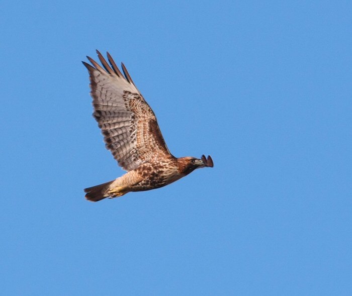 red tailed hawk