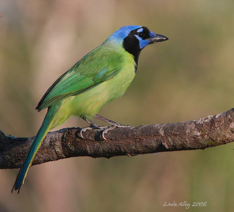 green jay