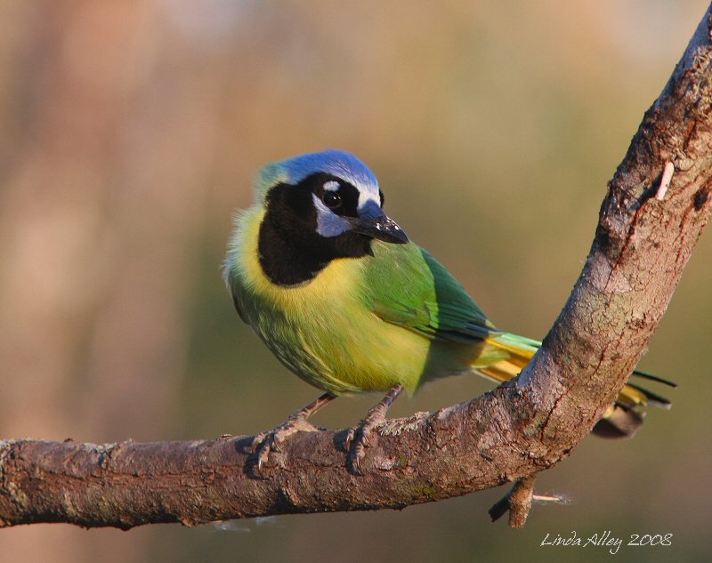 green jay