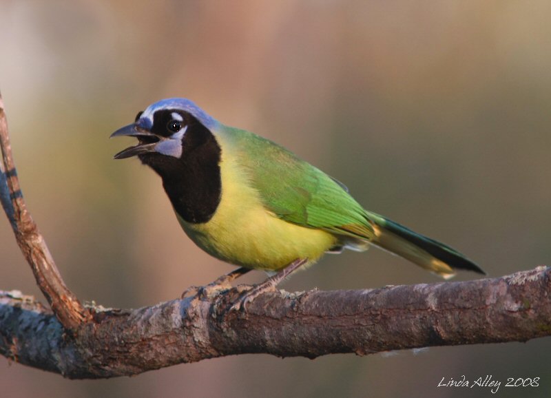 green jay