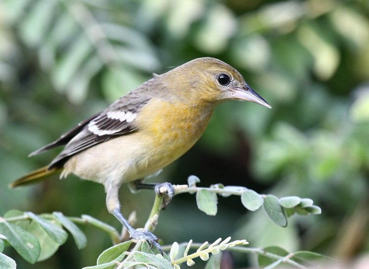 orchard oriole